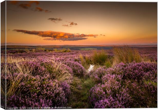Moors Heather Canvas Print by kevin cook