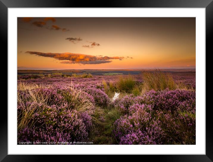 Moors Heather Framed Mounted Print by kevin cook