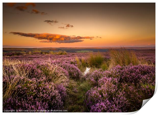 Moors Heather Print by kevin cook