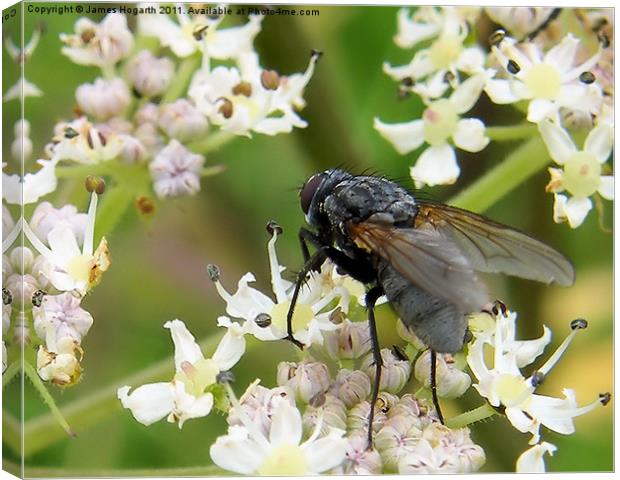 Fly on a Flower Canvas Print by James Hogarth