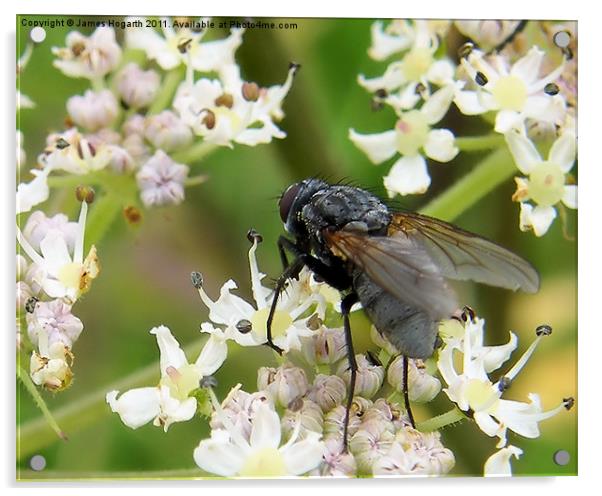 Fly on a Flower Acrylic by James Hogarth