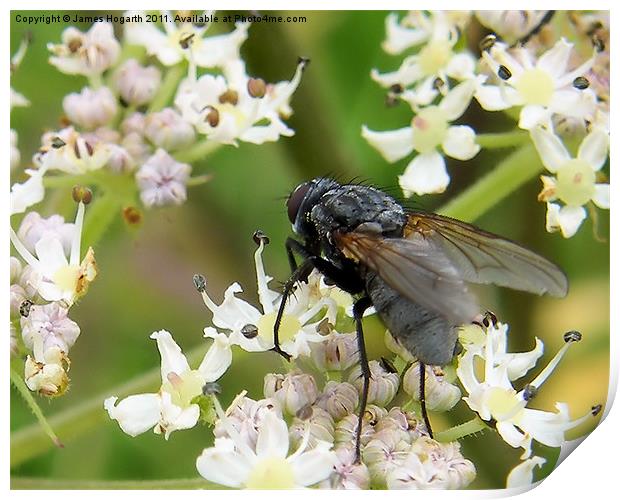Fly on a Flower Print by James Hogarth
