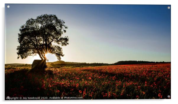 Poppy Field at Sunrise Acrylic by Joy Newbould