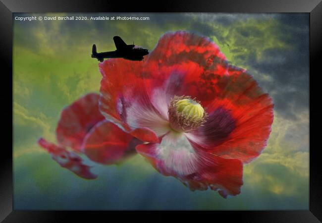 Lancaster Bomber and Poppies. Framed Print by David Birchall