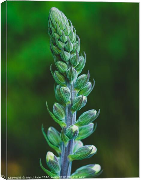 Close up of a blooming foxglove (digitalis) Canvas Print by Mehul Patel