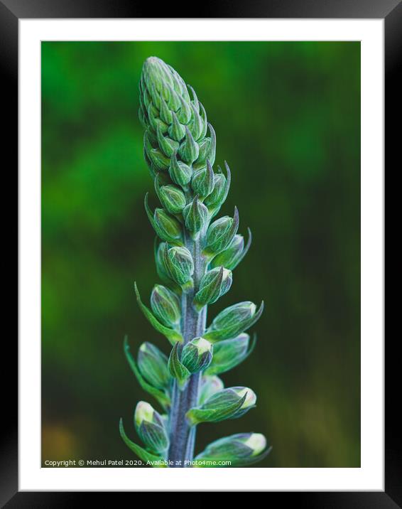 Close up of a blooming foxglove (digitalis) Framed Mounted Print by Mehul Patel
