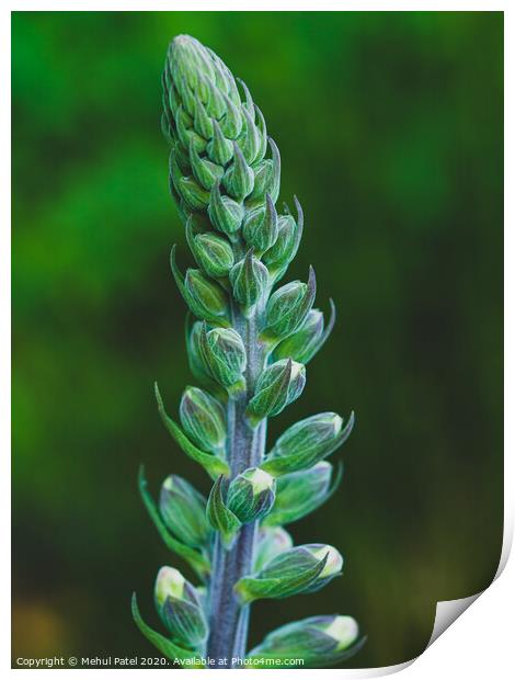 Close up of a blooming foxglove (digitalis) Print by Mehul Patel