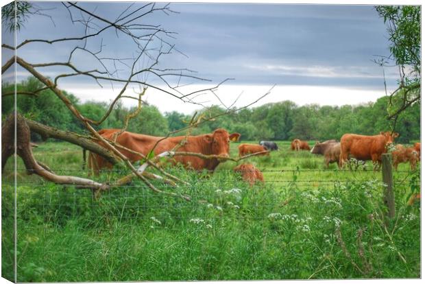 Coveney Cows Norfolk Canvas Print by Jacqui Farrell
