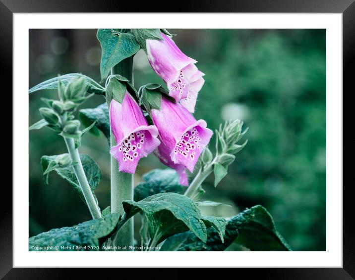 Close up of purple flowers of foxglove (digitalis  Framed Mounted Print by Mehul Patel
