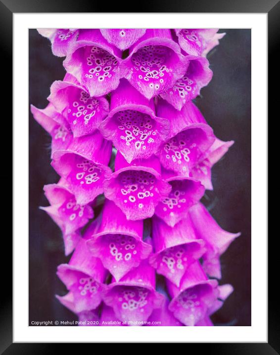 Close up of pink foxglove (digitalis purpurea) flowers in garden Framed Mounted Print by Mehul Patel