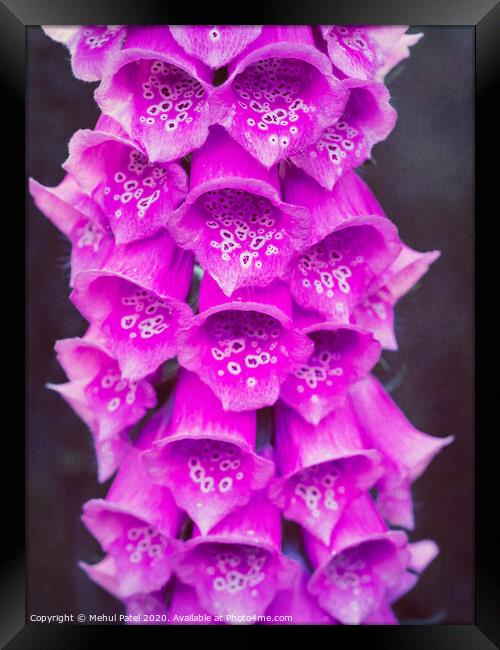 Close up of pink foxglove (digitalis purpurea) flowers in garden Framed Print by Mehul Patel