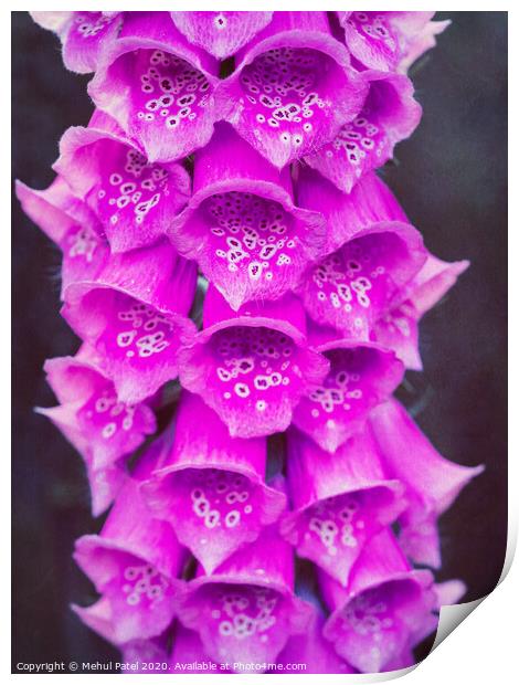 Close up of pink foxglove (digitalis purpurea) flowers in garden Print by Mehul Patel