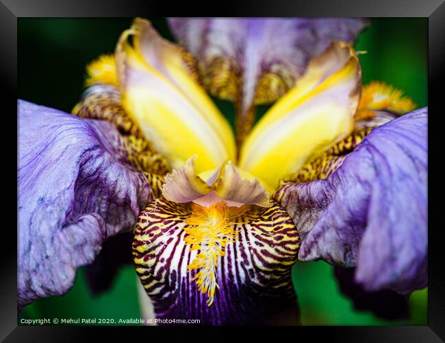 Close up of  bearded Iris 'Alcazar' flower in garden Framed Print by Mehul Patel