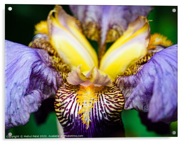 Close up of  bearded Iris 'Alcazar' flower in garden Acrylic by Mehul Patel