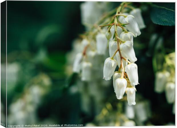 Close up of cluster white bell shaped flowers of pieris ' forest flame' evergreen shrub Canvas Print by Mehul Patel