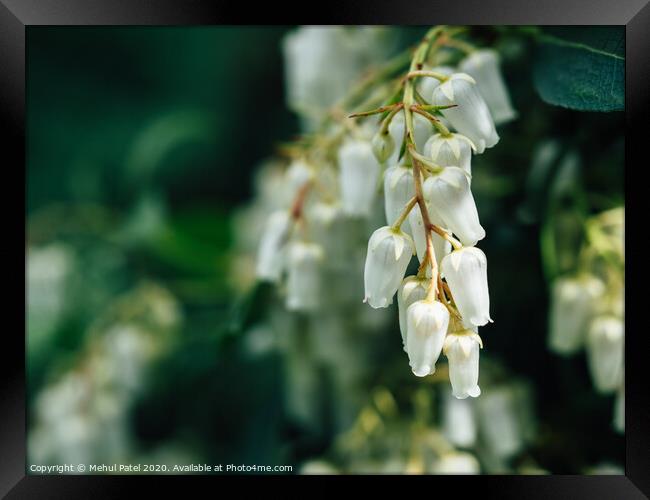 Close up of cluster white bell shaped flowers of pieris ' forest flame' evergreen shrub Framed Print by Mehul Patel
