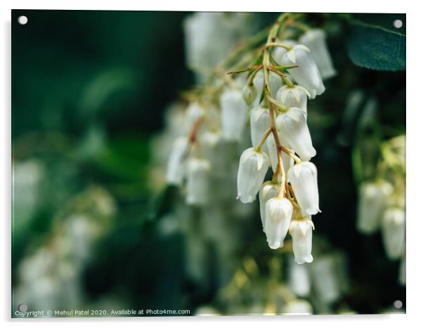 Close up of cluster white bell shaped flowers of pieris ' forest flame' evergreen shrub Acrylic by Mehul Patel