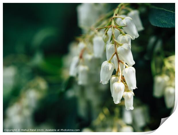 Close up of cluster white bell shaped flowers of pieris ' forest flame' evergreen shrub Print by Mehul Patel