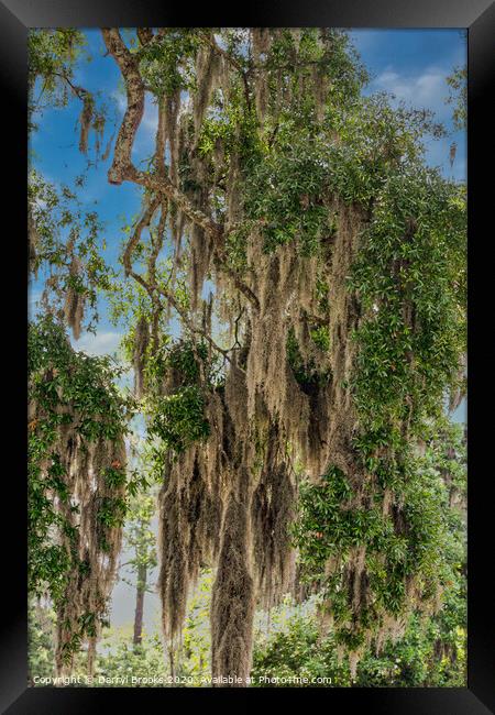 Spanish Moss in Oaks Framed Print by Darryl Brooks