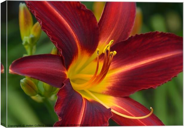 Day Lily 'Stafford' Canvas Print by Helen Cullens