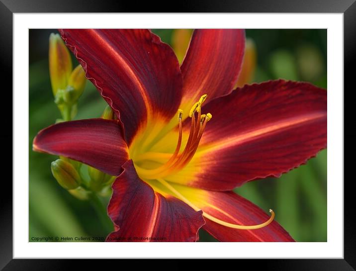 Day Lily 'Stafford' Framed Mounted Print by Helen Cullens