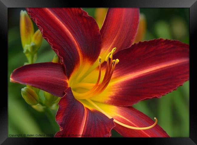 Day Lily 'Stafford' Framed Print by Helen Cullens