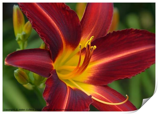Day Lily 'Stafford' Print by Helen Cullens
