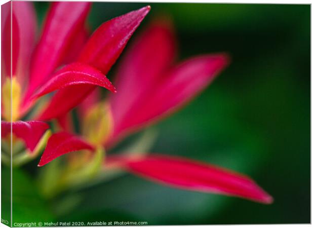 Red foliage of pieris 'forest flame' evergreen shrub Canvas Print by Mehul Patel