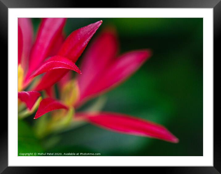 Red foliage of pieris 'forest flame' evergreen shrub Framed Mounted Print by Mehul Patel