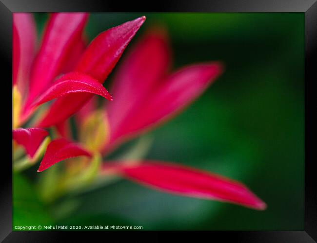 Red foliage of pieris 'forest flame' evergreen shrub Framed Print by Mehul Patel