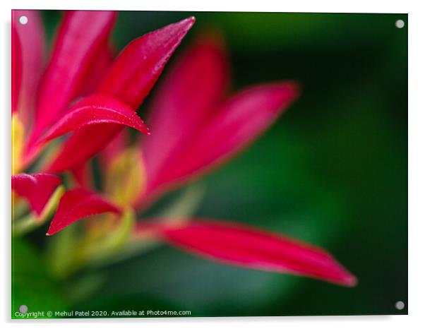 Red foliage of pieris 'forest flame' evergreen shrub Acrylic by Mehul Patel