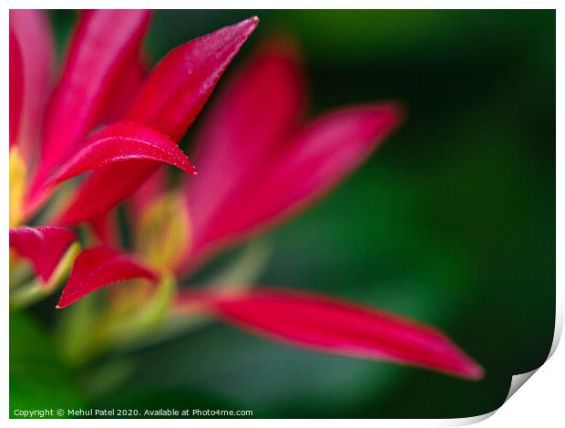Red foliage of pieris 'forest flame' evergreen shrub Print by Mehul Patel