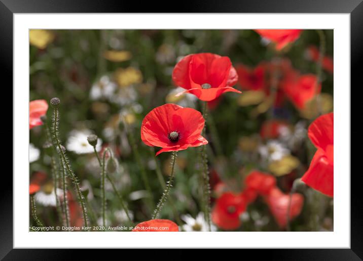 Remembrance Poppies Framed Mounted Print by Douglas Kerr