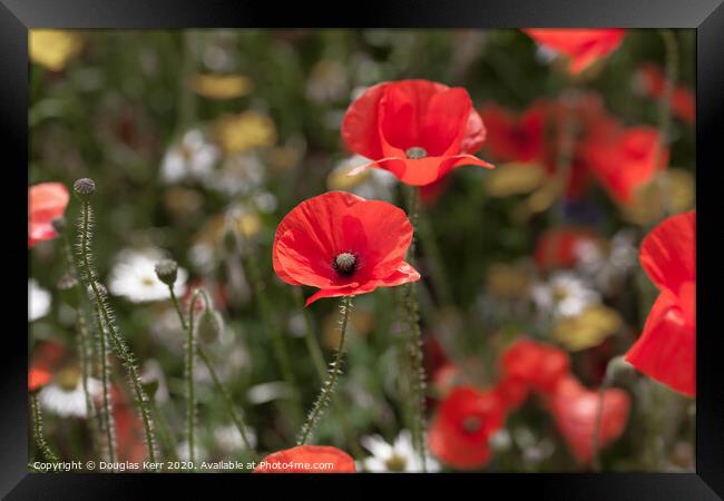 Remembrance Poppies Framed Print by Douglas Kerr