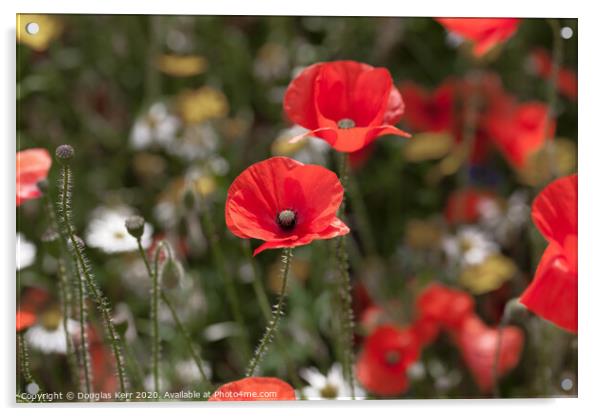 Remembrance Poppies Acrylic by Douglas Kerr