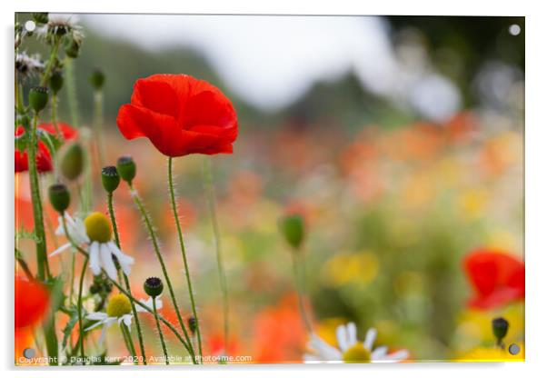 Single poppy amonsgt wildflowers Acrylic by Douglas Kerr