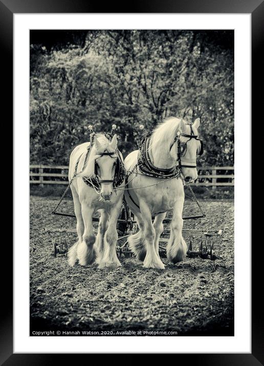 Plough Horses 1 Framed Mounted Print by Hannah Watson
