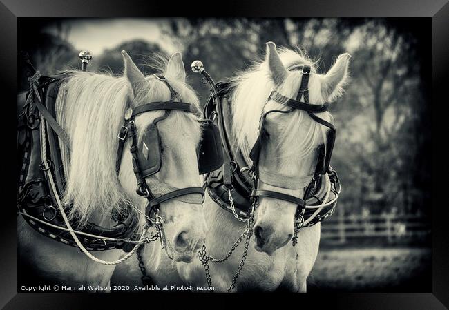 Plough Horses 3 Framed Print by Hannah Watson