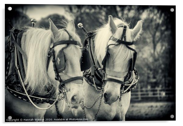 Plough Horses 3 Acrylic by Hannah Watson