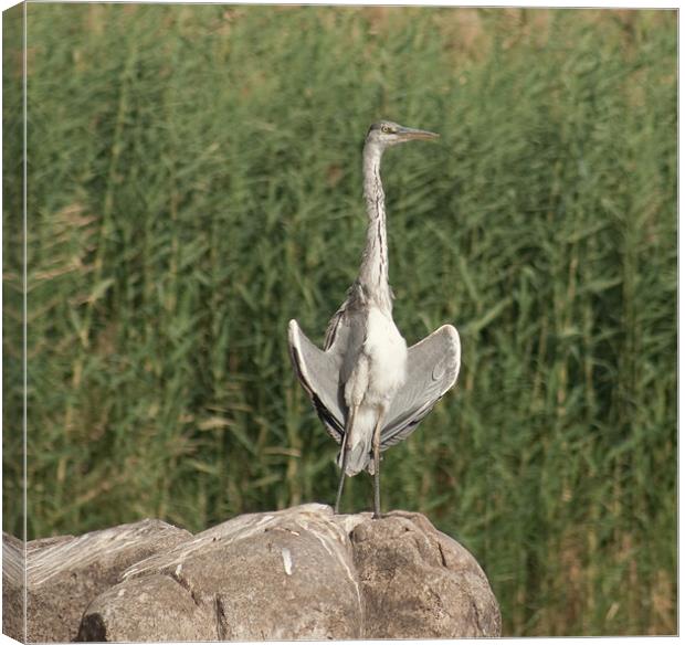 Egyptian Heron Canvas Print by Richie Miles