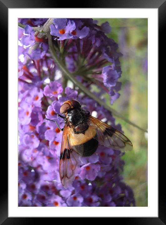 bee on buddleia Framed Mounted Print by Heather Newton