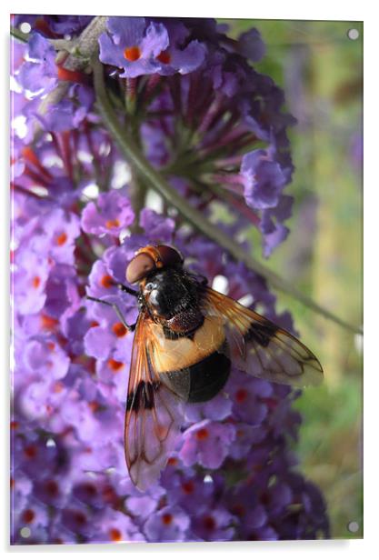 bee on buddleia Acrylic by Heather Newton