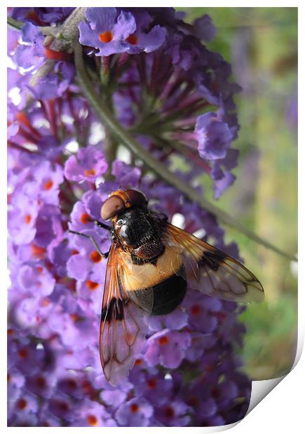 bee on buddleia Print by Heather Newton