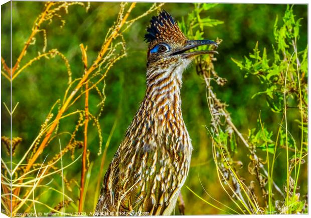 Colorful Greater Roadrunner Sonoran Desert  Baja Los Cabos Mexico Canvas Print by William Perry