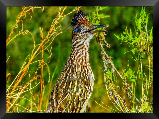 Colorful Greater Roadrunner Sonoran Desert  Baja Los Cabos Mexico Framed Print by William Perry
