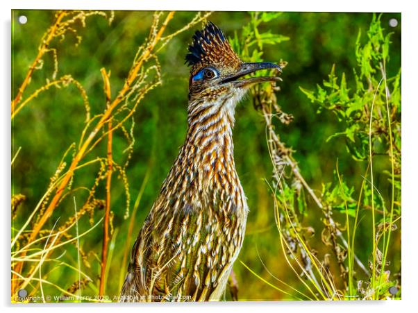 Colorful Greater Roadrunner Sonoran Desert  Baja Los Cabos Mexico Acrylic by William Perry