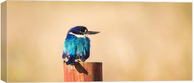 The Forest Kingfisher Canvas Print by Pete Evans