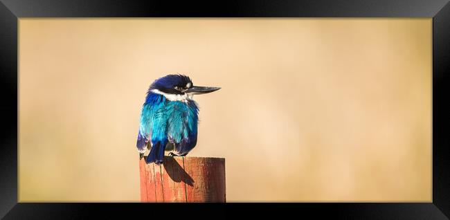 The Forest Kingfisher Framed Print by Pete Evans