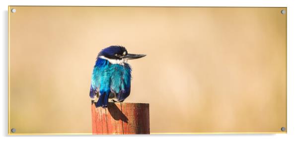 The Forest Kingfisher Acrylic by Pete Evans