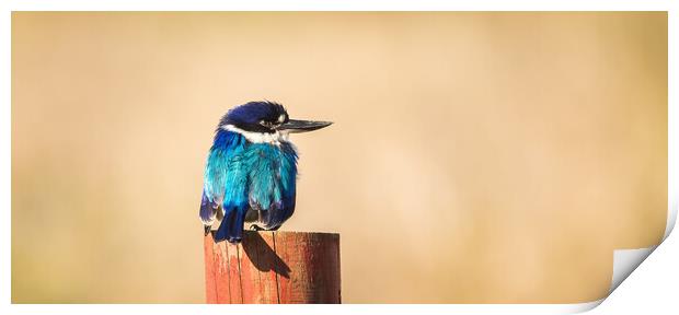 The Forest Kingfisher Print by Pete Evans